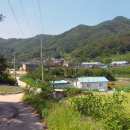명당길 Daum카페