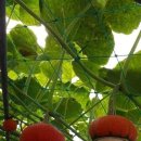 호박단지 이미지