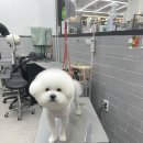 댕화살롱 이미지