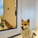 풍년세탁소 | 대형견도 가능한 강릉 애견동반 호텔 세인트존스 펫룸 에서 호캉스 한 후기