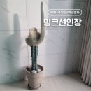 철화 | 럭셔리한 반려식물 밍크선인장(백섬철화) 직접 키워본 후기