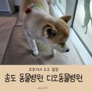 고려동물병원 미용실 | 송도 강아지 동물병원 &amp; 미용 디오동물병원 강아지 지방종
