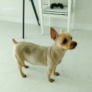 슈나랑베키랑애견미용실 | 울산 북구 강아지미용 잘하는 애견미용실 슈나랑베키랑