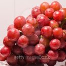 민지목장 이미지