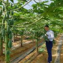 그린파파야 이미지