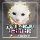 비포유동물병원 | 고양이스케일링! 고양이 치석제거 비용 합리적으로! 안산 포유동물병원