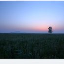 행복을주는나무 이미지