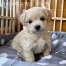 하이바이 분양소 이미지