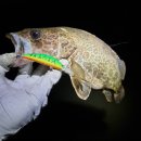 고탄교아래 이미지