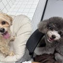 리츠펫강남세곡점