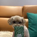 향남메디동물병원 | [소개] 소형견 슬개골관리 강아지 관절 근육 영양제 , 메디퍼피 액티브 M