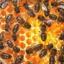 꿀벌이 만든 천연 항생제.... 이미지