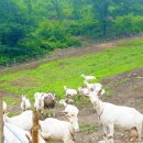 세진목장 이미지