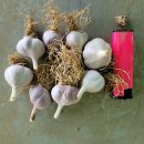 [판매완료] 단영마늘 종자(주아1세대) 판매 이미지