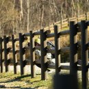 호영목장 이미지