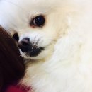 구미 JM 동물 메디컬 센터 이미지