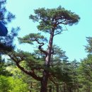 우리나라 최고의 소나무숲 "울진금강소나무숲" 1박2일 트레킹[7월4(금)-5(토)] 이미지
