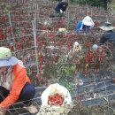 일월면사무소 이미지