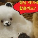 형님저예요 이미지