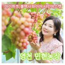 현농 | 영천 마이하트 샤인머스켓 블랙사파이어 포도의 정석 민현농장