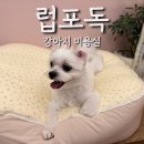 스타일독 | 검단 아라동 애견미용 추천 럽포독 강아지 미용실, 강아지 스파 위생미용 후기
