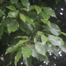 제주 도순리 녹나무 자생지 이미지