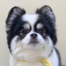 아미고펫 이미지