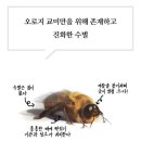 유튭보고 꿀벌 생태 찾아봤는데 수벌 개하등하네 ㅈㄴ웃겨 이미지