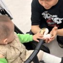 시소 펫 | [세종] 와우펫앤쥬 소동물 분양샵 돌아기와 다녀온 후기 (세종 아기와 가볼만한 곳)