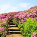 노고단-15 | 지리산 철쭉 대전! 바래봉·허브밸리·팔랑치·노고단 2026 🌸