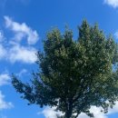 어코브 세종(ACOV) 이미지