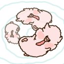 조이토마토 이미지