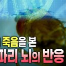 심지어 작은 초파리도 죽음을 이해한다. 동료의 죽음에 영향 받고 우울해한다. ㅡ 수명이 30프로나 짧다. 이미지