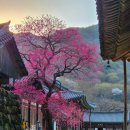 송광사&벚꽃길 이미지