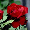 주부가요 이미지