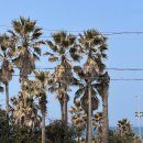 대명모텔 | 제주10일차 애견 동반 여행 제주항 골드스텔라 탑승기와 동문시장 먹거리!