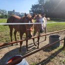 부발목장 이미지