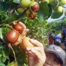 천상 농장 이미지