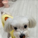 댕댕미식회 | 강서구 마곡동 발산역 반려견 수제간식 전문<댕댕미식회>강아지 닭곰탕 열빙어 애견케이크[전국택배가능]