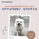예은동물병원 강아지 슬개골탈구ㆍ십자인대 수술 후기 " 결과가 너무 좋아요 "