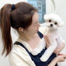 펫미용 이미지