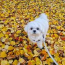 해피투개털 이미지