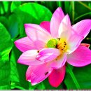 [2025. 7. 8. 화. 해.]-[유산소-휴식, 적산-0km, 26~32℃, 05:16~19:41] 이미지