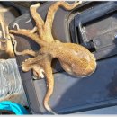 시커먼스 이미지