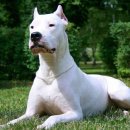 컨츄리Dog 이미지