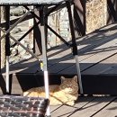 인연가 | 춘천 바베큐장 추천 인연가 셀프바베큐장 방문 후기 (목살·삼겹살 바베큐)