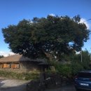 성읍환승정류장 이미지