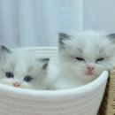 강남 고양이 분양 냥블리 이미지