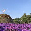 꽃들의 향연 | [대전 여행] 가을 꽃들의 향연, 대전 유성국화축제 💐