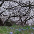 순천향매실마을 이미지